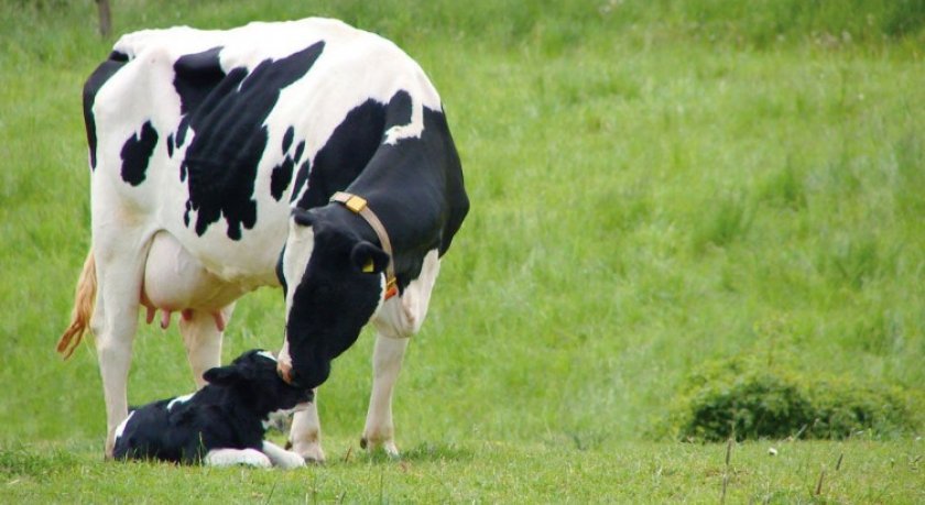d77e90fdab500ed693b9565df4ba899b Як визначити строк тільності корови в домашніх умовах: по молоку, по місяцях, по тесту на вагітність, народними засобами, відео