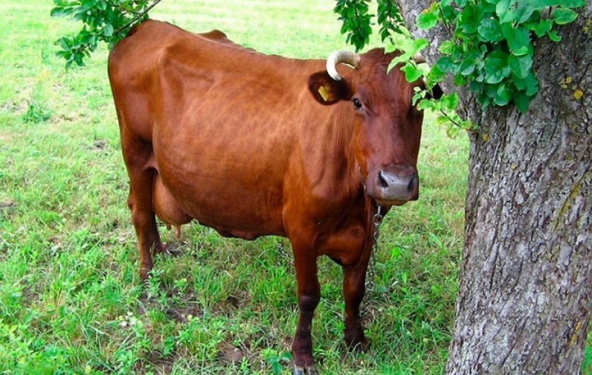 d7b0da73d8540d809429b5ddfaf8b8bd Червона степова порода корів: опис, догляд та годівля