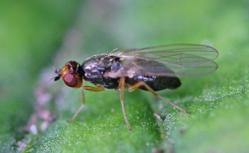 d83ba2830f73e2cdb9b1e7266d59fb2c Морквяна муха: опис та характеристика шкідника, причини появи, способи лікування і боротьби на городі