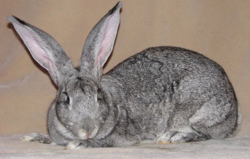 d890662e94f0315b98063791bd2d34d8 Радянська шиншила (порода кроликів): опис, фото, вага, розведення та годування