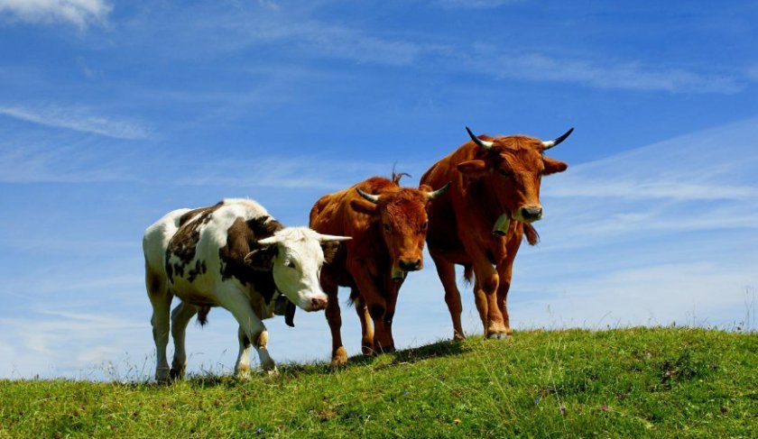 d8fe126af7f299d23fbec91773949ff7 Скільки живуть корови і бики: середня тривалість життя в домашніх умовах, на фермах