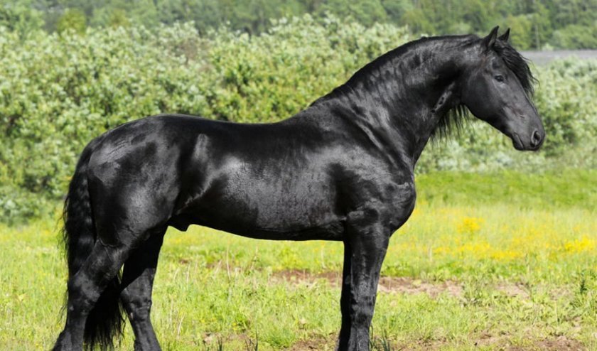 d9b6edb88dc7de5ea93faea36b278f73 Фризька порода коней: опис та фото, особливості змісту і годівлі