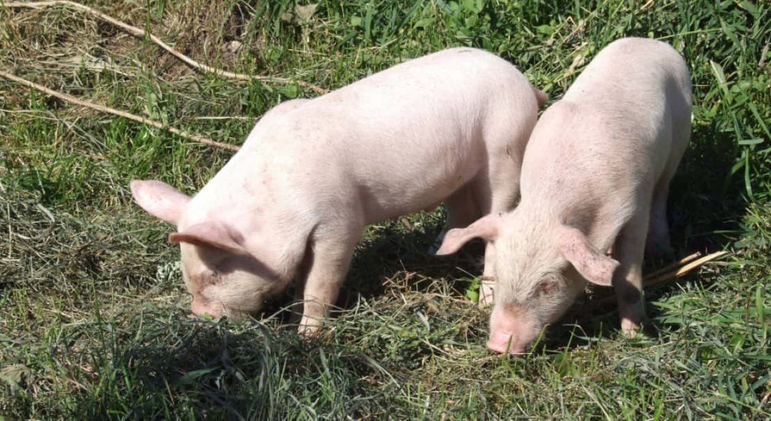 d9e6ba214c4a317d2d3634bffb4ffdb7 Ландрас — порода свиней: характеристика і опис з фото, особливості розведення, годівлі та догляду, відео