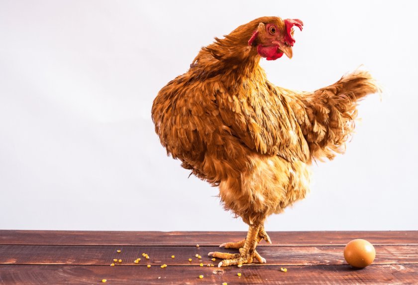 da395edc2752c981cd51208459aca2a6 Кров у курячому яйці: причини і що при цьому робити, можна їсти, небезпечно чи ні для здоровя