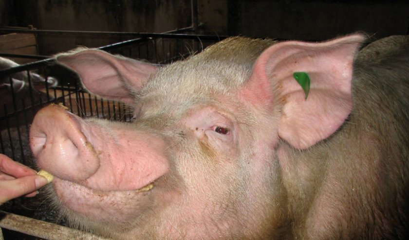 da5963ccc2d52e1be15134fdea5192a0 Годування свиней в домашніх умовах: раціон і норми, чим можна годувати