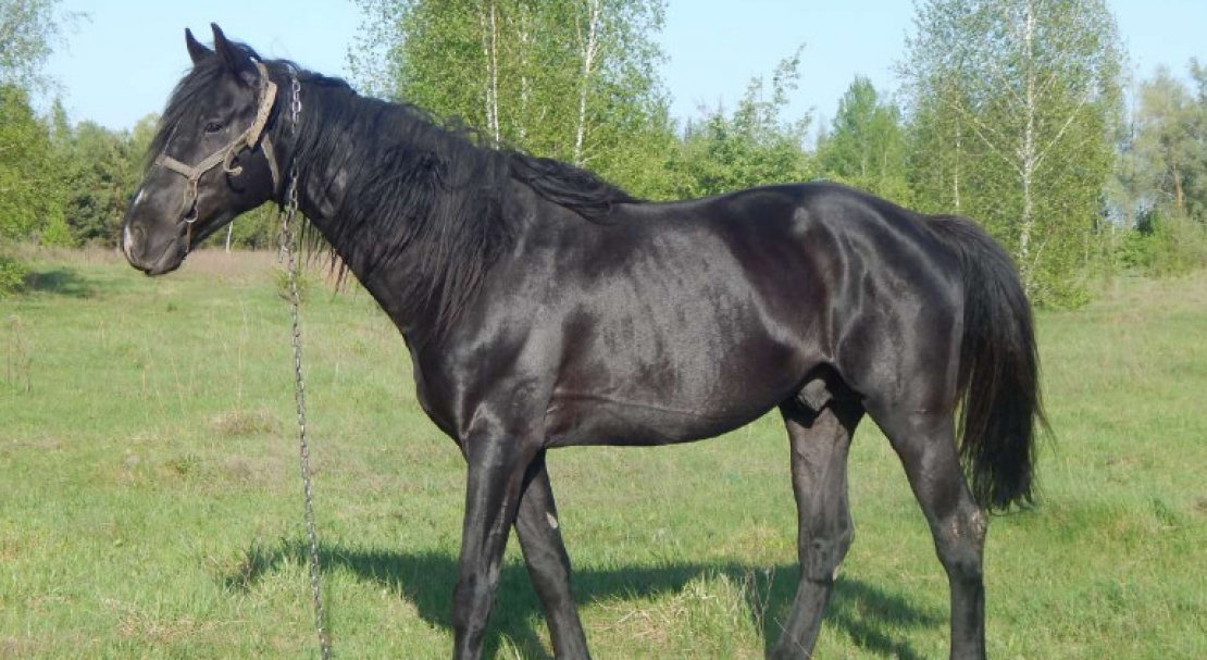 daa5b641a785dce10cdfab0bdf5316be Орловська порода коней: характеристика та фото, історія, особливості розведення та догляду, відео