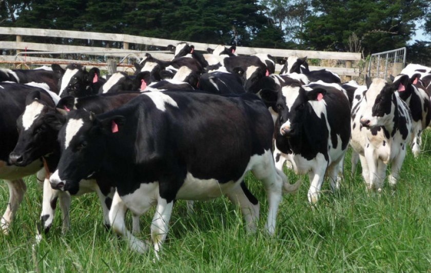 dac0d00f1b8b3a33ccc90fd0f61af374 Голштинська (голштино фризька) порода корів: характеристика, фото, молочна продуктивність, раціон годування, догляд