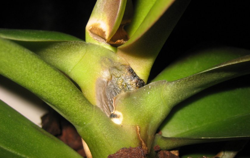 dad93382cc5e799c86189eeef86117d2 Як садити орхідею в горщик в домашніх умовах: основні способи, правильна обробка ґрунту, догляд після посадки