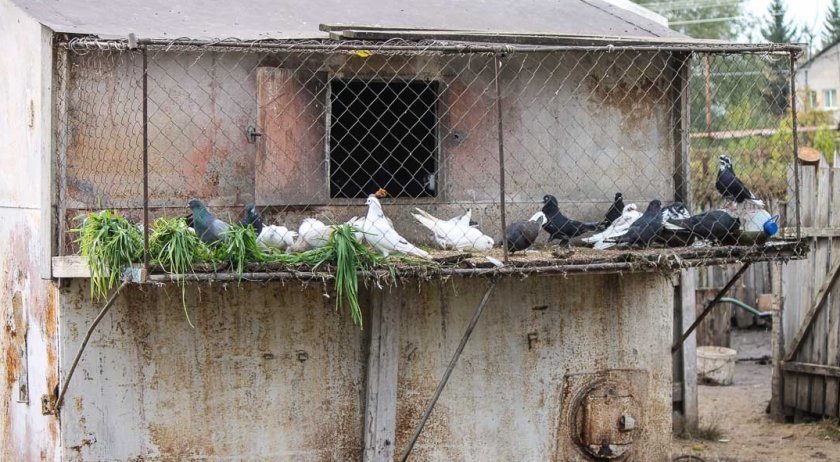 dae50cec8c02436b3db4368d33756237 Чим годувати голубів в домашніх умовах: скільки раз у день, що можна і що не можна, фото