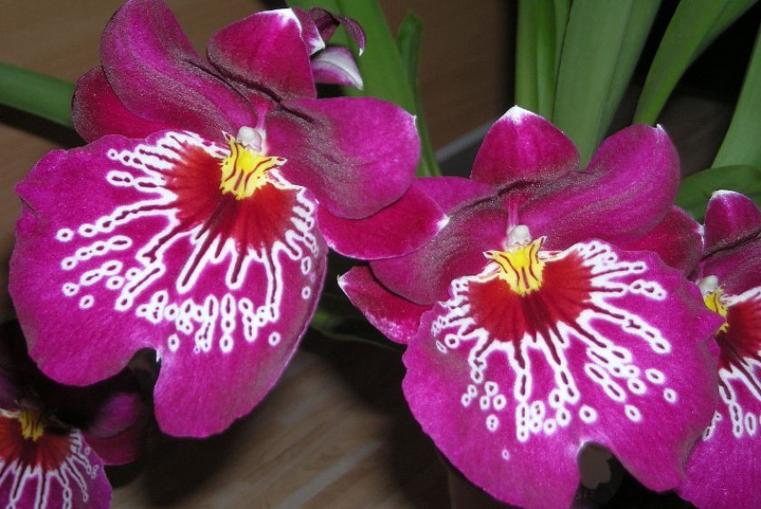 db38d2db10be5282d3be28671e28b5ed Самі красиві орхідеї: ТОП 13 кращих видів та їх опис, фото