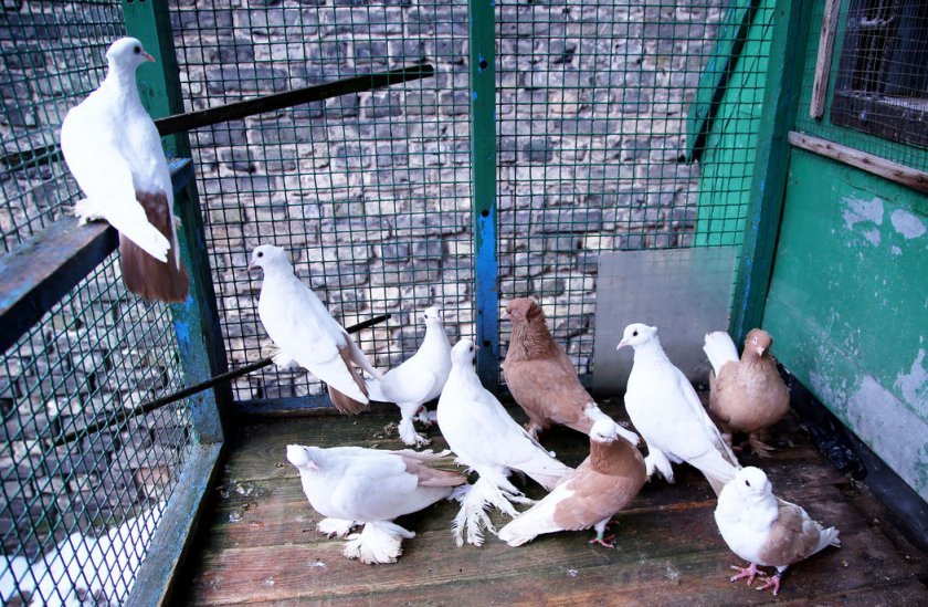 db4c5087c596c86d352270aab274757f Чим годувати голубів в домашніх умовах: скільки раз у день, що можна і що не можна, фото