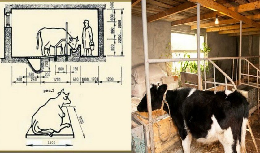 dbe4f8769cbc8e45c366de3dc3633cd1 Стійло для корів: як зробити своїми руками в домашніх умовах, розміри, облаштування, як привязати корову в стійлі, відео, фото