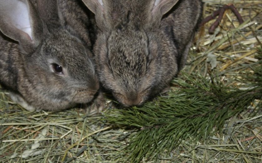 dc2e57511a3da88555c1b03f0b336d64 Що їдять карликові кролики: дозволені і заборонені корми, особливості годівлі
