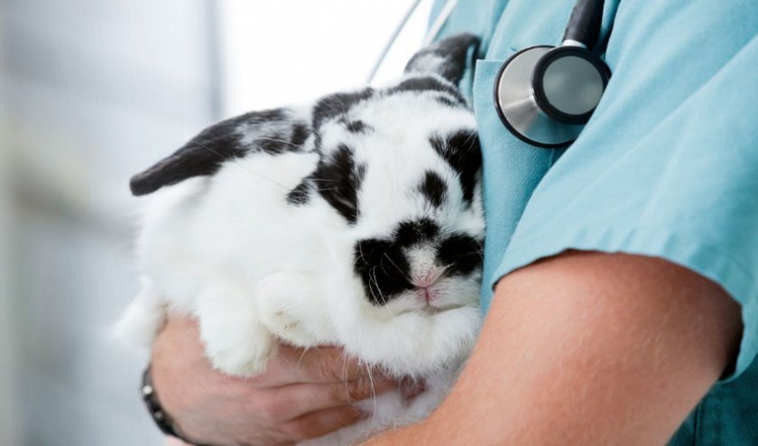dcbae7b1cb573b514208868746e5d70f Чому кролики дохнуть (великі, маленькі) взимку і влітку: причини, що робити, як лікувати хвороби