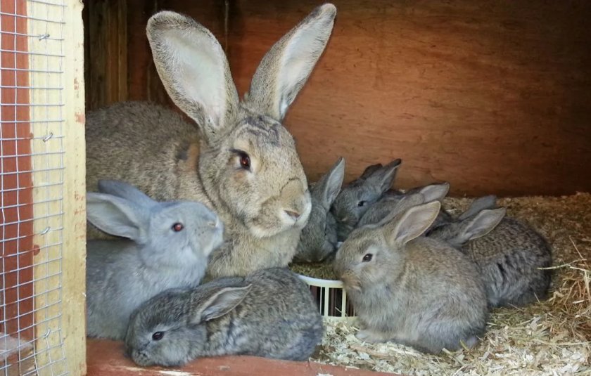 dd0a08c36eef48c0b0ba851cc566a3fc Сірий велетень (порода кроликів): опис, фото, розведення та утримання, годування