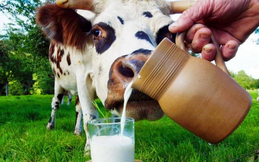 dd192abd9ef6a5237ce400faabbf9930 Чому у корови гірчить молоко: причини і лікування