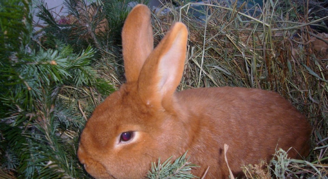 de86c813d6ab056f518e3f9200eb166a Новозеландські кролі: опис породи, характеристика, розведення, догляд та годівля