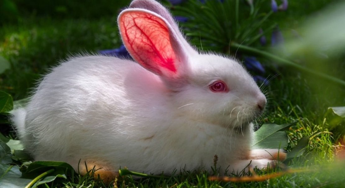 de87cfd5264019dd7c91b808fb046ce8 Кролик Білий велетень: опис породи, фото, вагу, вміст