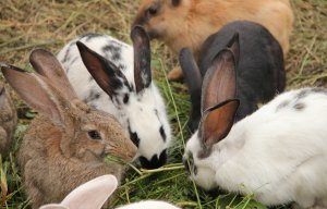 dea20ffc39ec82f060d104f738235353 Чому кролики дохнуть (великі, маленькі) взимку і влітку: причини, що робити, як лікувати хвороби
