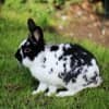 dedbfa0c570bb33da4843fd86bf5e86a Віденський блакитний кролик: опис та характеристика породи, розміри кліток для утримання, особливості розмноження, фото