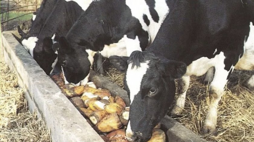 dee4511ed89c99e77462405e4948b513 Годівля корів у зимовий період (тільних, дійних) в домашніх умовах: норми і правильний раціон