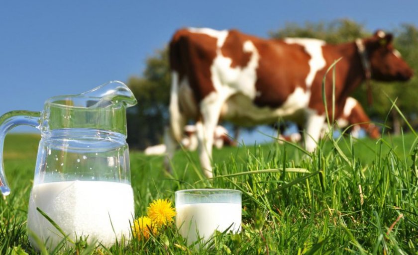 dee85de4ea0acd2446dbfeda91d574a8 Жирність молока у домашньої корови взимку і влітку (нормальна, максимальна): від чого залежить, як визначити, як підвищити