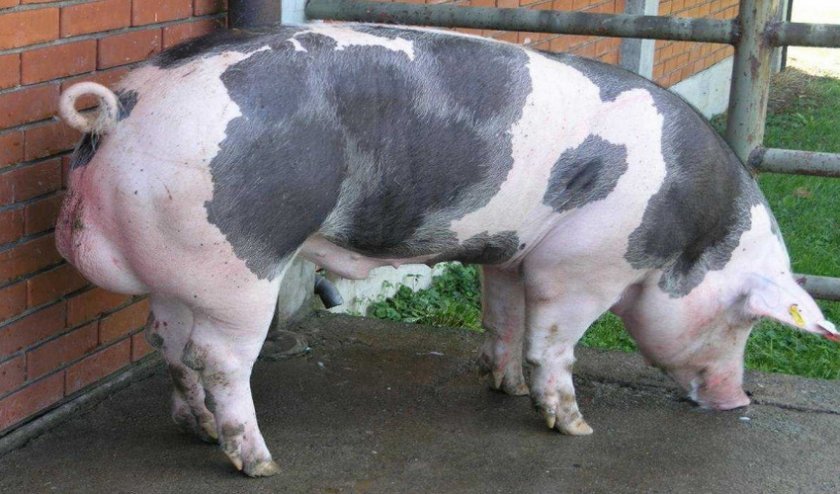 df166160c66a940f48078691a53688f1 Порода свиней пєтрен: характеристика і опис, поради з вибору при покупці, утримання та догляд, фото