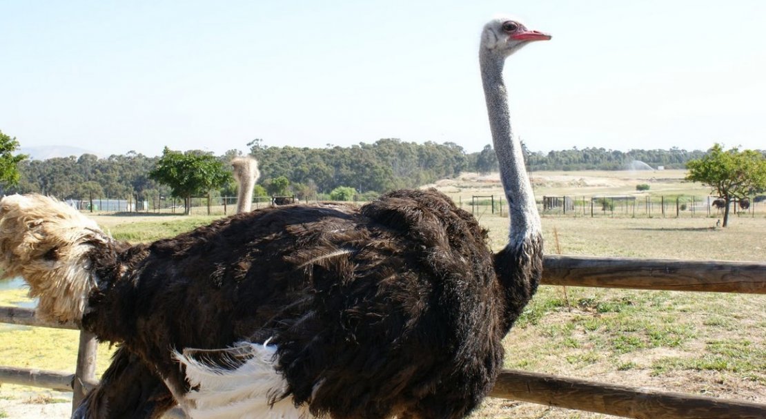 df25c1819b5223bfef6014187f24f657 Африканський страус: опис, вага, зріст, фото