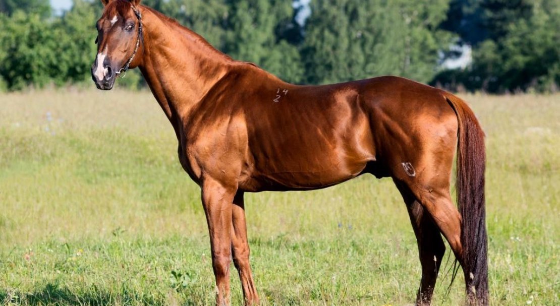 df67fc8b7af8f4955110530e8befc374 Буденновская порода коней: характеристика, зміст і догляд, фото