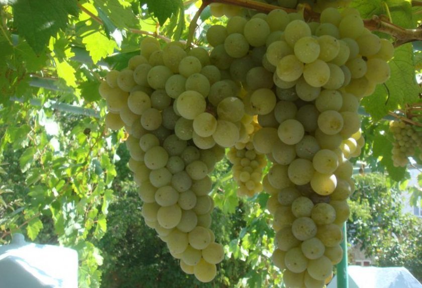df68812d82abe7c8099d75378c530b7e Вибір кращого сорти винограду для коньяку: опис, вирощування, процес виготовлення