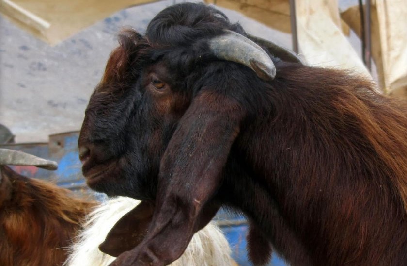 dfe745036cce4a151797c4ab01d587c2 Дамаська коза породи шамі: характеристика, особливості розведення в домашніх умовах