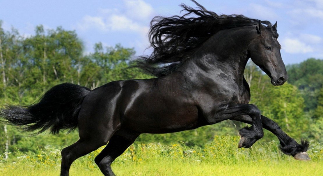 e019133d98f4d5a3e1547d5f039586ca Фризька порода коней: опис та фото, особливості змісту і годівлі