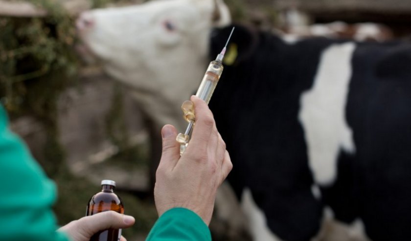 e04b2c567e98e9ed8af3ca85d3204572 Нодулярный дерматит у корів (великої рогатої худоби): ознаки і лікування, профілактика і вакцина