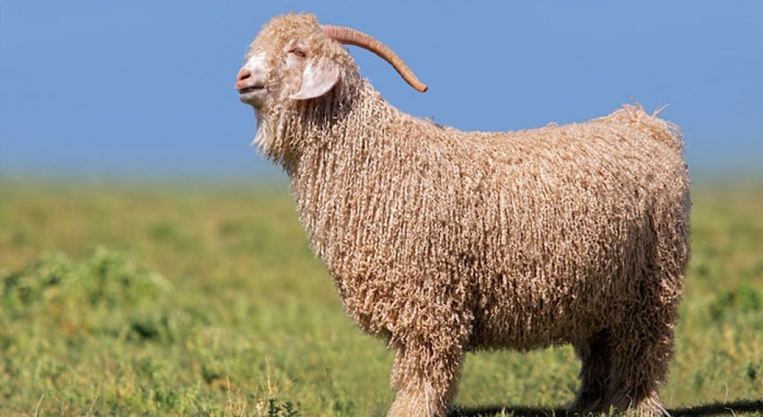 e0a6cd5cb30fa3e97e5bd7e481f20efa Ангорська коза: опис та характеристика кіз, відмінності від інших видів, особливості утримання і догляду, як отримати шерсть, фото