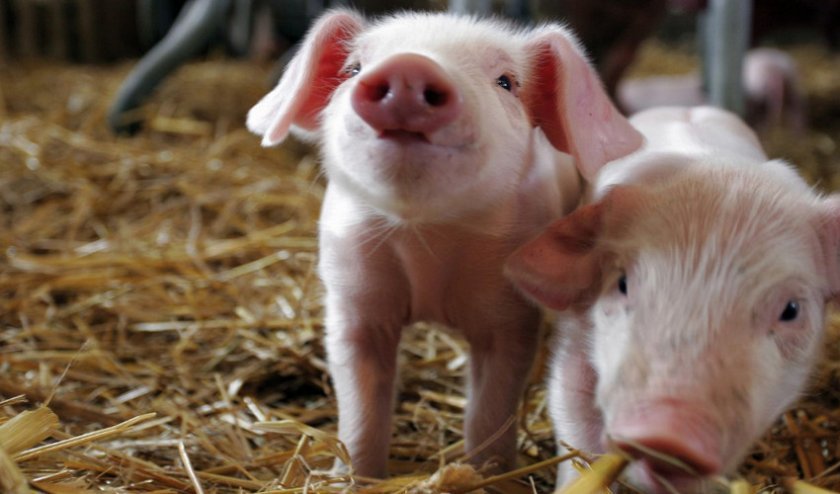 e0a82d576816ea0ea8696522b9d1d5c8 Годування свиней в домашніх умовах: раціон і норми, чим можна годувати