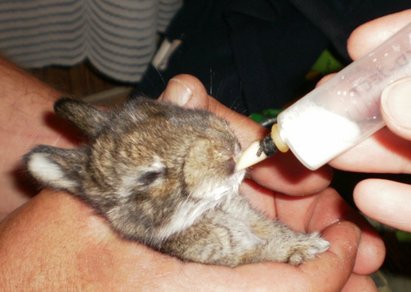 e11d93fc0a7296c89665f635a4623e51 Як вигодувати кроленят без кролиці: можливо штучне годування з перших днів життя