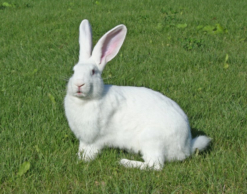 e17396fc471aa2189183db7eaa7a60c5 Кролик Білий велетень: опис породи, фото, вагу, вміст