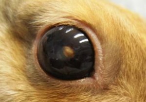 e18c758566d6d59c0c53b5e24c079a89 Хвороби очей у кроликів: симптоми і лікування, опис та причини, фото