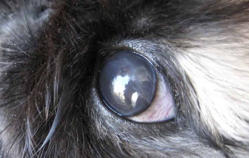 e209b0ff5c41af278dc9bf0f8ef1bfdf Хвороби очей у кроликів: симптоми і лікування, опис та причини, фото