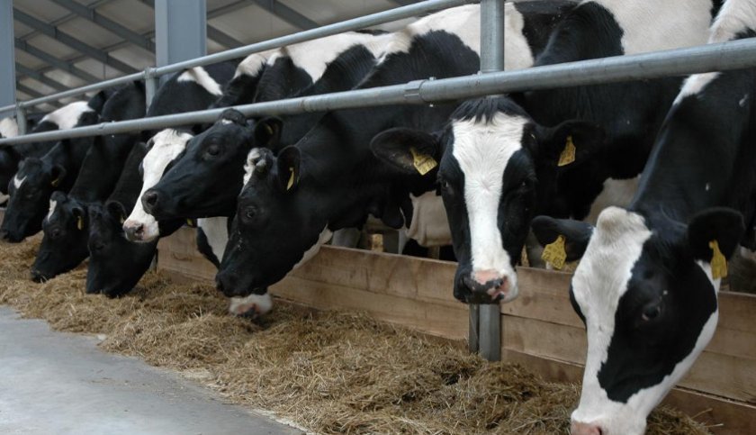 e215f1f4bbf6e2397a7f12ecd1b37a53 Скільки живуть корови і бики: середня тривалість життя в домашніх умовах, на фермах
