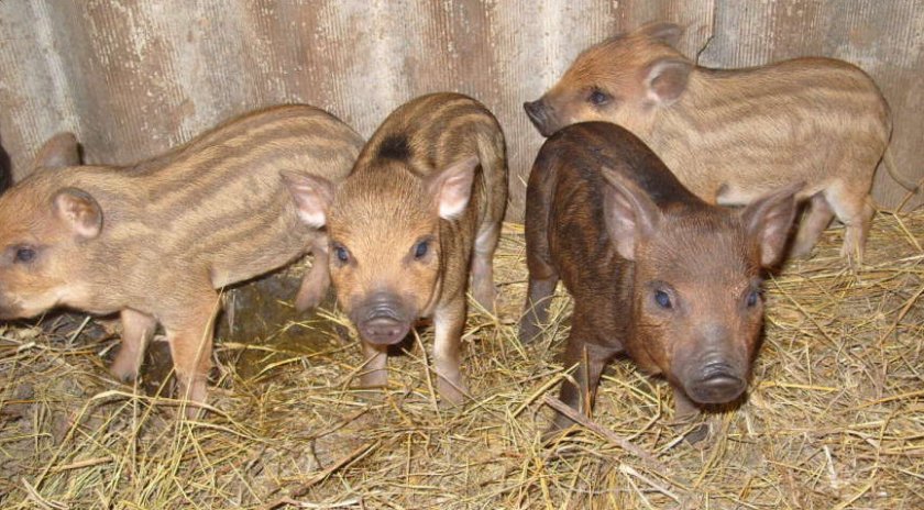 e2401846f29da1bf6be1312103a95e79 Порода свиней свині беконні: опис та характеристика з фото, зміст, догляд, годування до забою, відео
