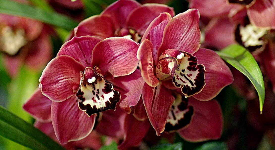 e2527f67cf891fb4f5e3a112071e74e7 Самі красиві орхідеї: ТОП 13 кращих видів та їх опис, фото