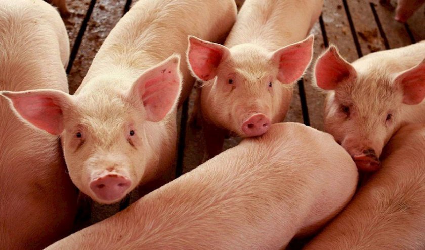 e2db56a96ba7a8e2098cf88c94dfd19d Годування свиней в домашніх умовах: раціон і норми, чим можна годувати