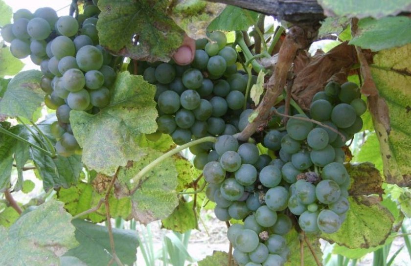 e34da888807fc6a5e19445da29ac92a3 Вибір кращого сорти винограду для коньяку: опис, вирощування, процес виготовлення