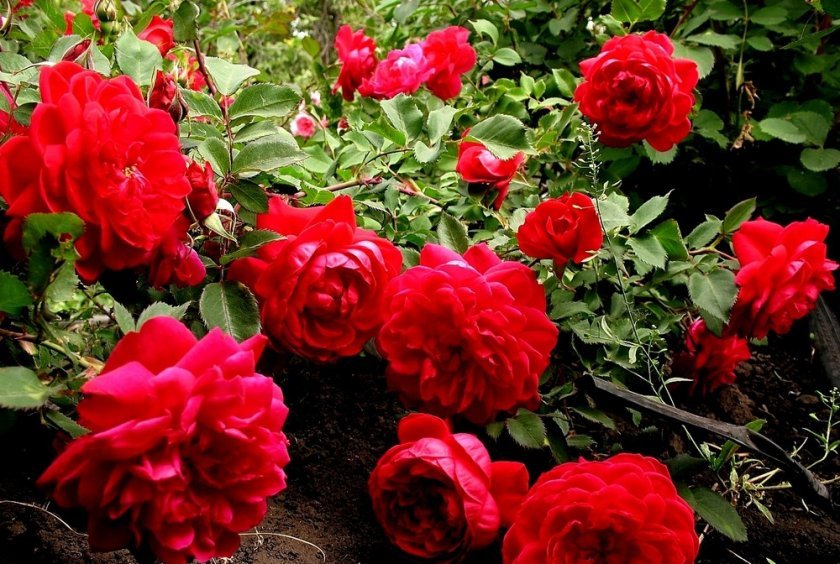 e37056cd4c62fb91d187efa4c0d317e1 Троянди Кордеса: найкращі сорти з описом і фото, особливості догляду