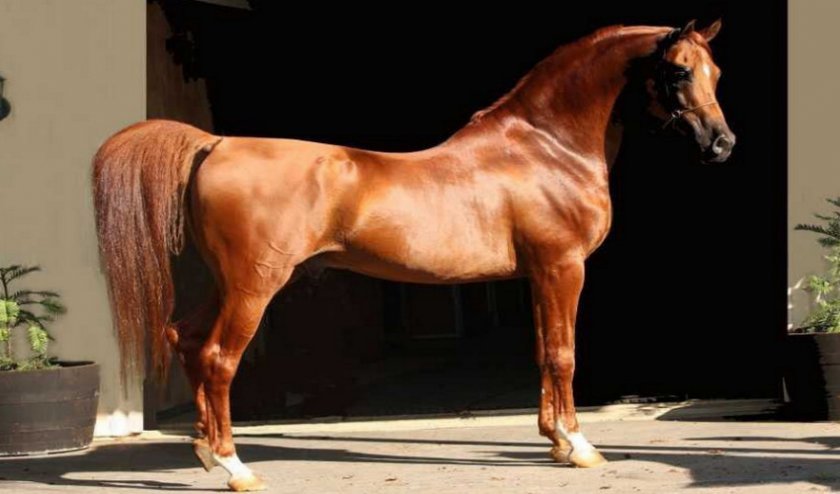 e3d7a032956e615508ff21dd69d377d8 Арабська порода коней: характеристика, зміст і догляд, профілактика хвороб, фото