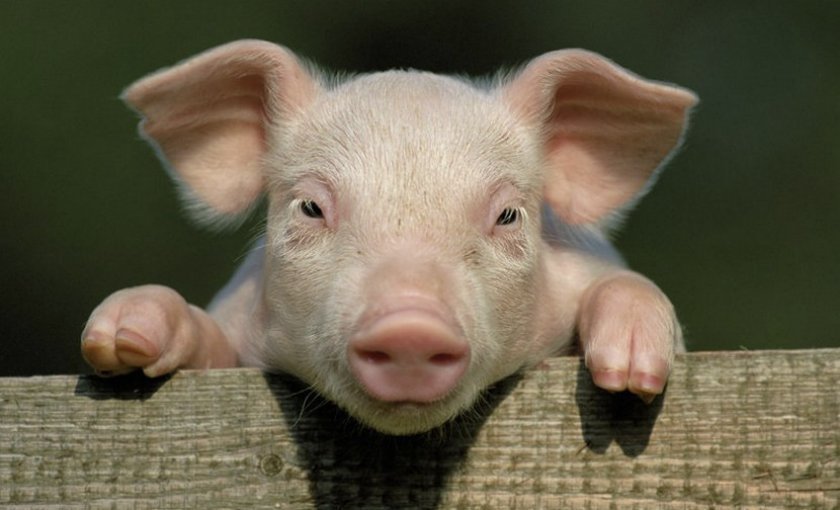 e41bd60e0a9b67f9060eda364207120d Комбікорм для свиней: види, склад, норми споживання, як годувати, рецепт для приготування своїми руками в домашніх умовах, кращі виробники