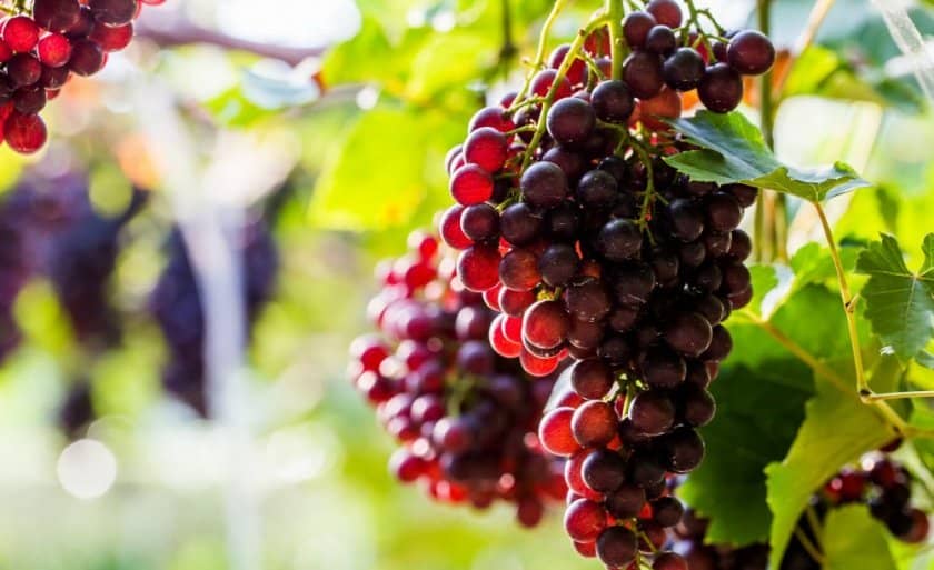 e41c13680e26c1f4820532851308d6e8 Вибір кращого сорти винограду для коньяку: опис, вирощування, процес виготовлення