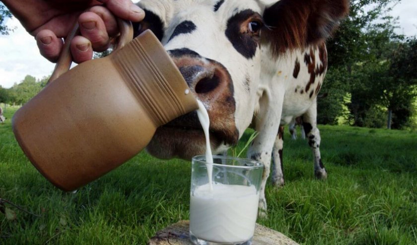 e46d1b7e77fdc5afc91659b0a05c5e08 Коли можна пити молоко після отелення корови: через скільки часу, як правильно раздоить корову