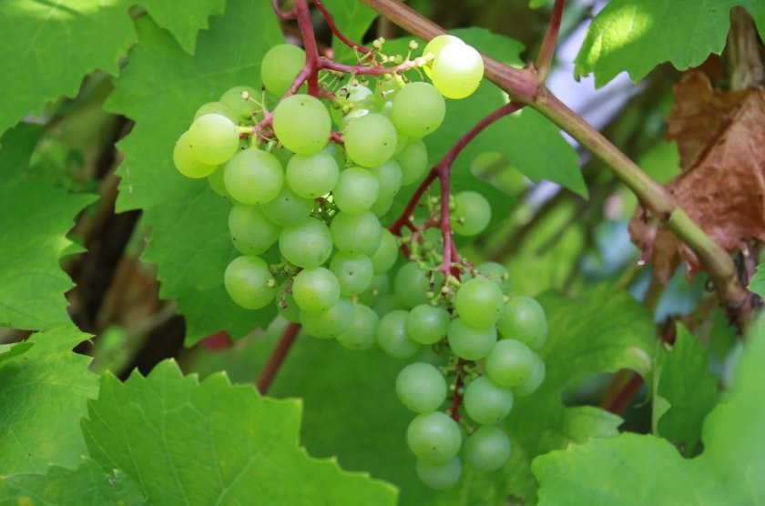 e52b1baa0ddba190bf72921869f0abcf Зелений виноград: користь і шкоду для організму, калорійність, хімічний склад і енергетична цінність
